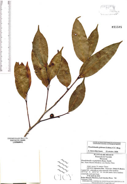 Spuria sinonimo hotsell